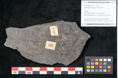 Foto (Objekt + Etikett) von Sphenopteris elegans Brongniart (NHMW-GEO-2024-0188-10793)